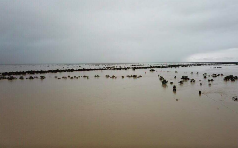 Queensland graziers face 300,000 lost cattle, $300 million flood losses ...