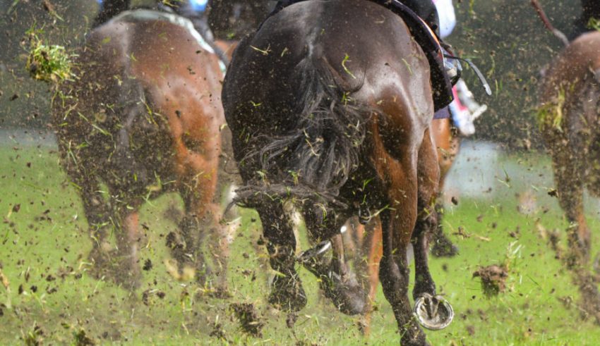 Female jockey dies after fall at Melbourne racecourse – The World Observer