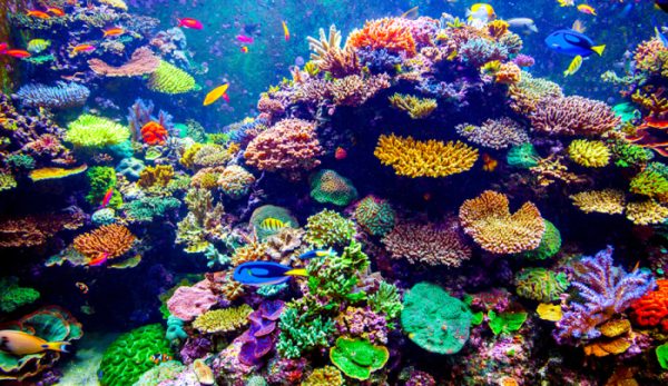 Coral reefs are secretly connected across vast oceans – and that’s ...