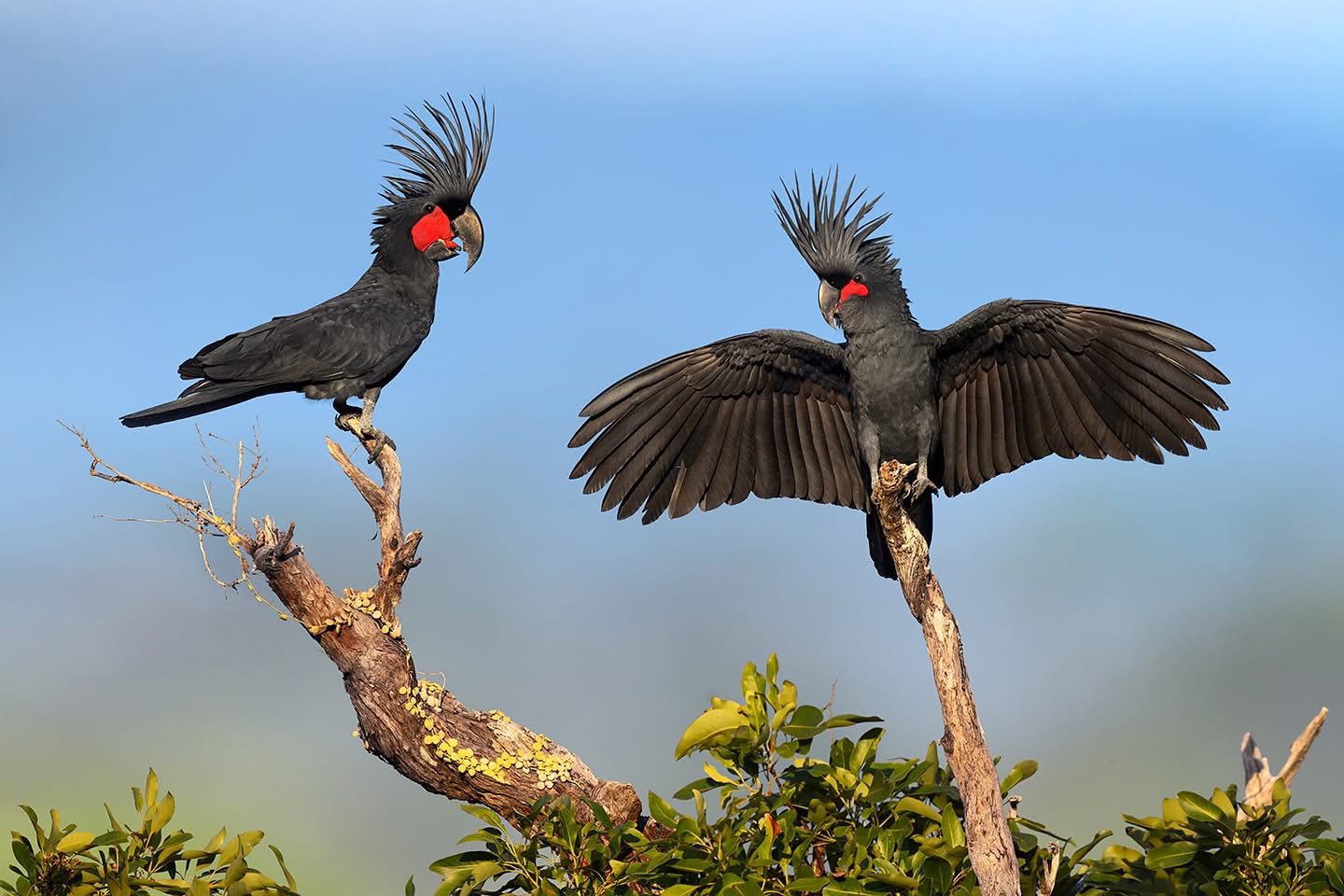 Palm Cockatoo Numbers Predicted To Halve In 50 Years Due To Slow 